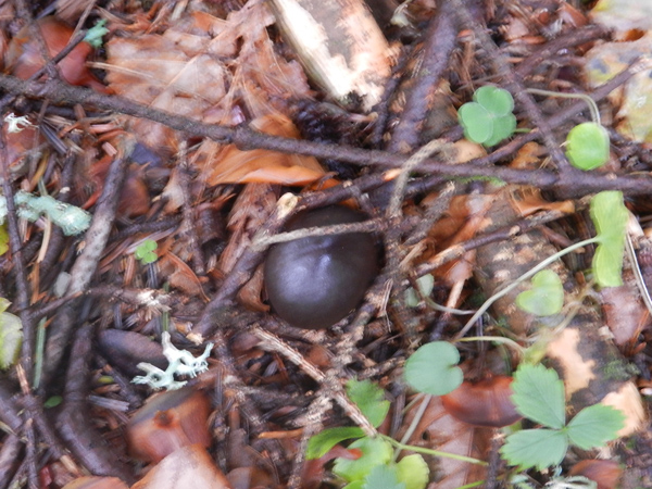 ritrovamenti del 27 ottobre bosco misto prevalenza larice